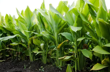 Turmeric Plant BYGA Wellness